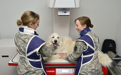 Fight Animal Abuse with Our Justice and Public Safety Professional Diploma