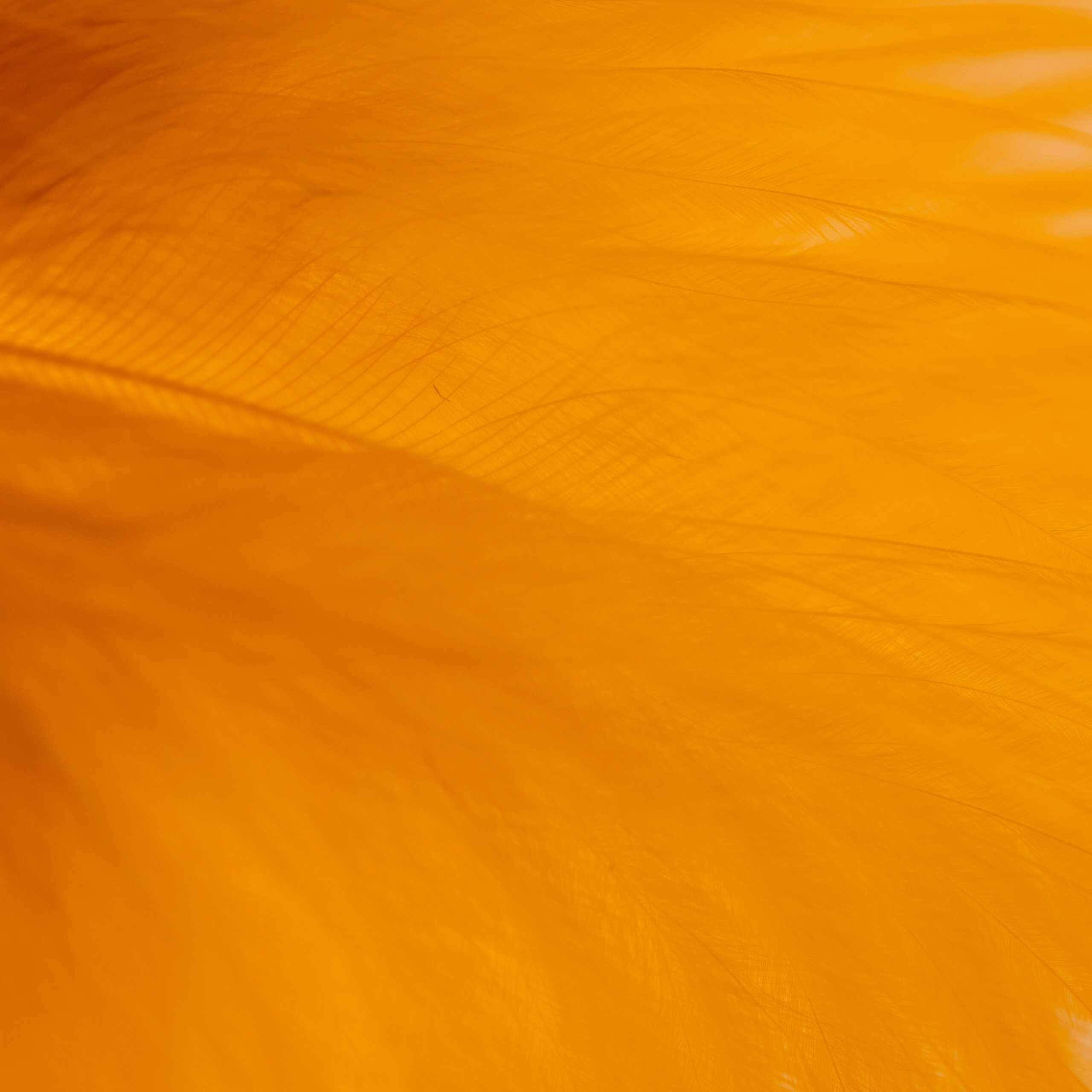 Truth and Reconciliation Truth and Reconciliation - Orange Feathers